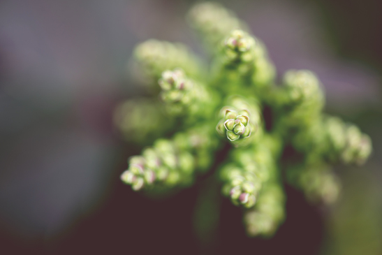 Macro photography of a growth new green plant.